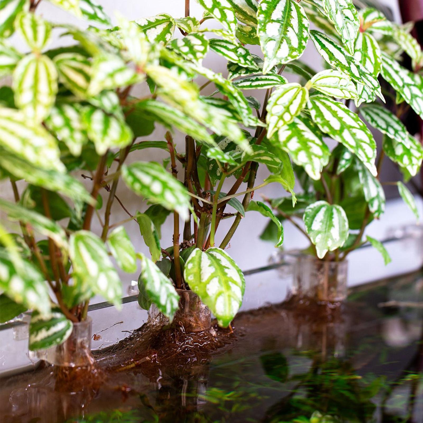 Suportes Transparentes para Pl - Aquarium Plant Diseases avaliação e preço