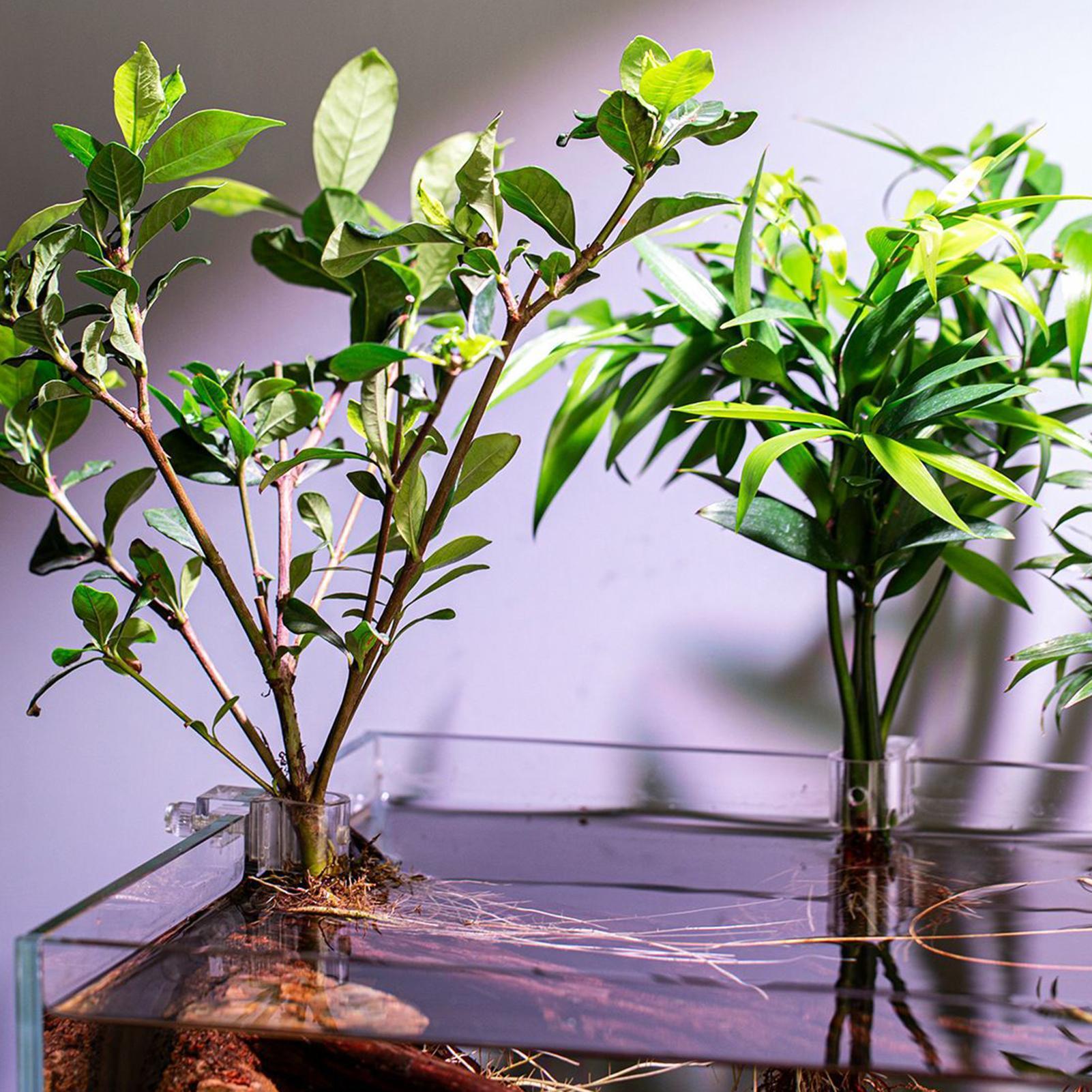 Suporte para plantas para aquá - Aquarium Plant Diseases avaliação e preço